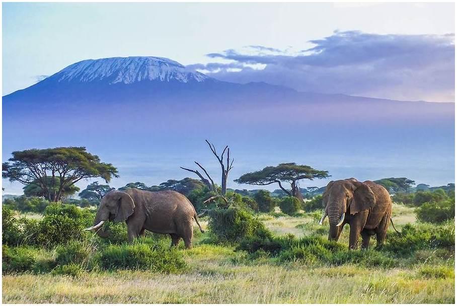 parc-national-du-Kilimandjaro-arusha