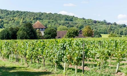 Denbies wine estate, Surrey, UK.